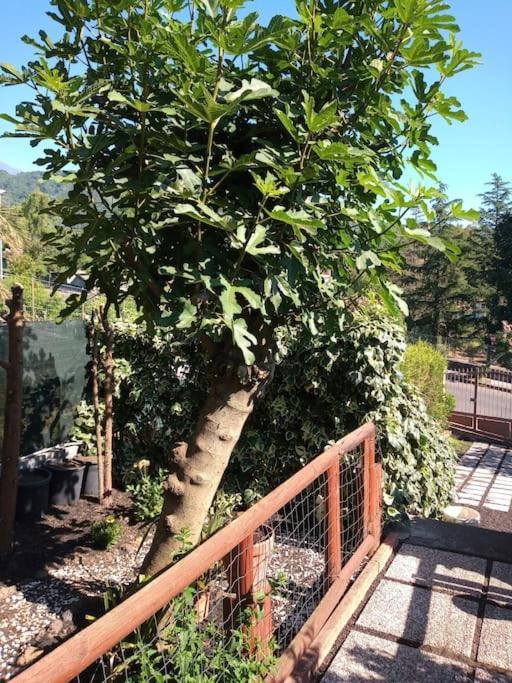 Loft Sotto Il Vulcano, Con Posto Auto Privato Zafferana Etnea Eksteriør bilde